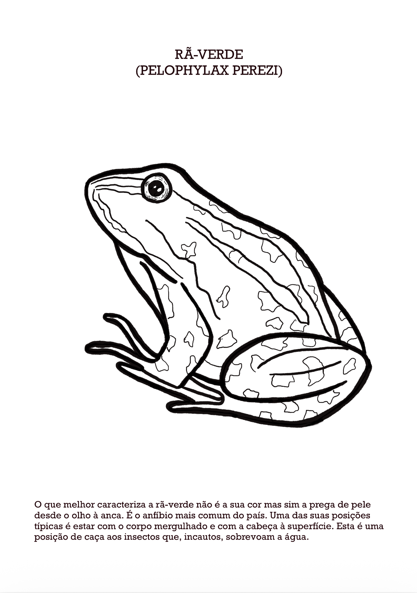 Produto digital: 24 animais e plantas de Portugal para imprimir e pintar - Image 5