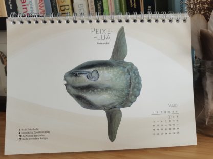 Calendário Wilder 2025 - Peixes em Águas Portuguesas - Image 4