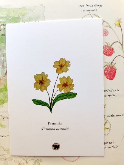 Pack de postais de Primavera - Image 4